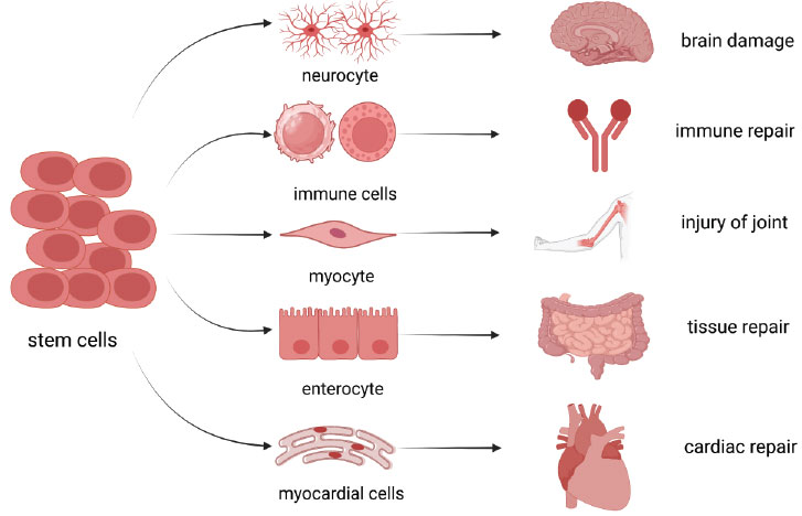 圖(1)：干細胞的分化能力