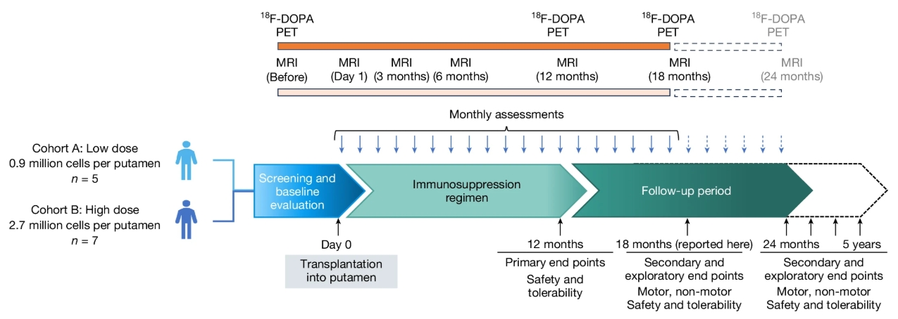 圖1：研究設計概要?；颊甙错樞蛉虢M低劑量組和高劑量組。