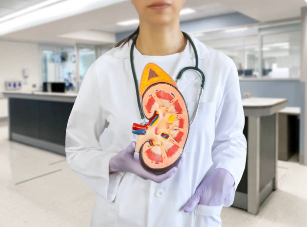 哪些腎病患者適合嘗試干細胞治療？覆蓋急性、慢性及免疫相關(guān)腎病