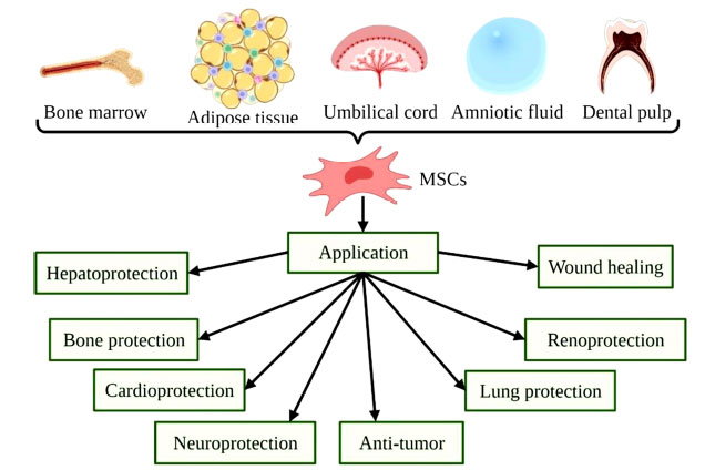圖(2)：MSCs的來(lái)源和用途示意圖。