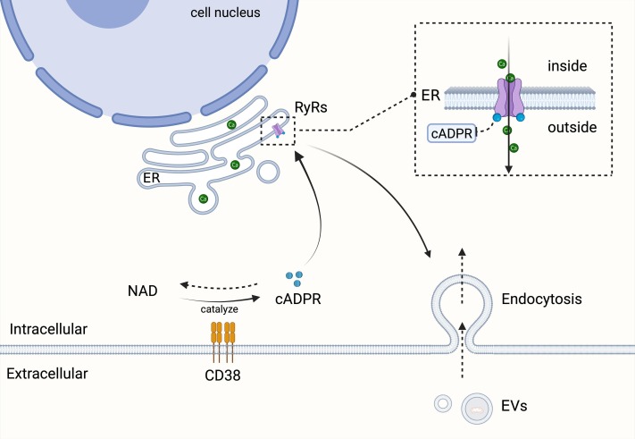 圖4：EV內吞作用