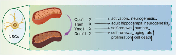 圖3：四種調控因子通過(guò)線(xiàn)粒體動(dòng)力學(xué)影響神經(jīng)干細胞。