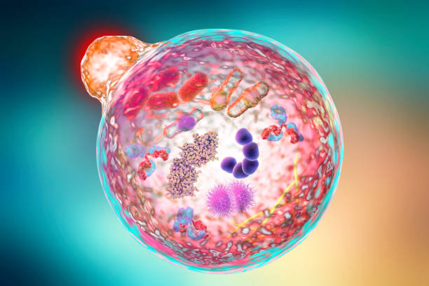 治愈疾病的建筑師（細胞）：細胞療法的醫學(xué)發(fā)展史?