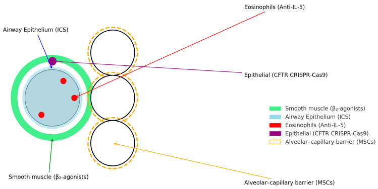 圖1：肺部疾病的當前和新興治療目標。