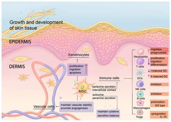 圖2：MSCs維持皮膚微環(huán)境穩態(tài)，并協(xié)調抗炎和再生免疫調節。