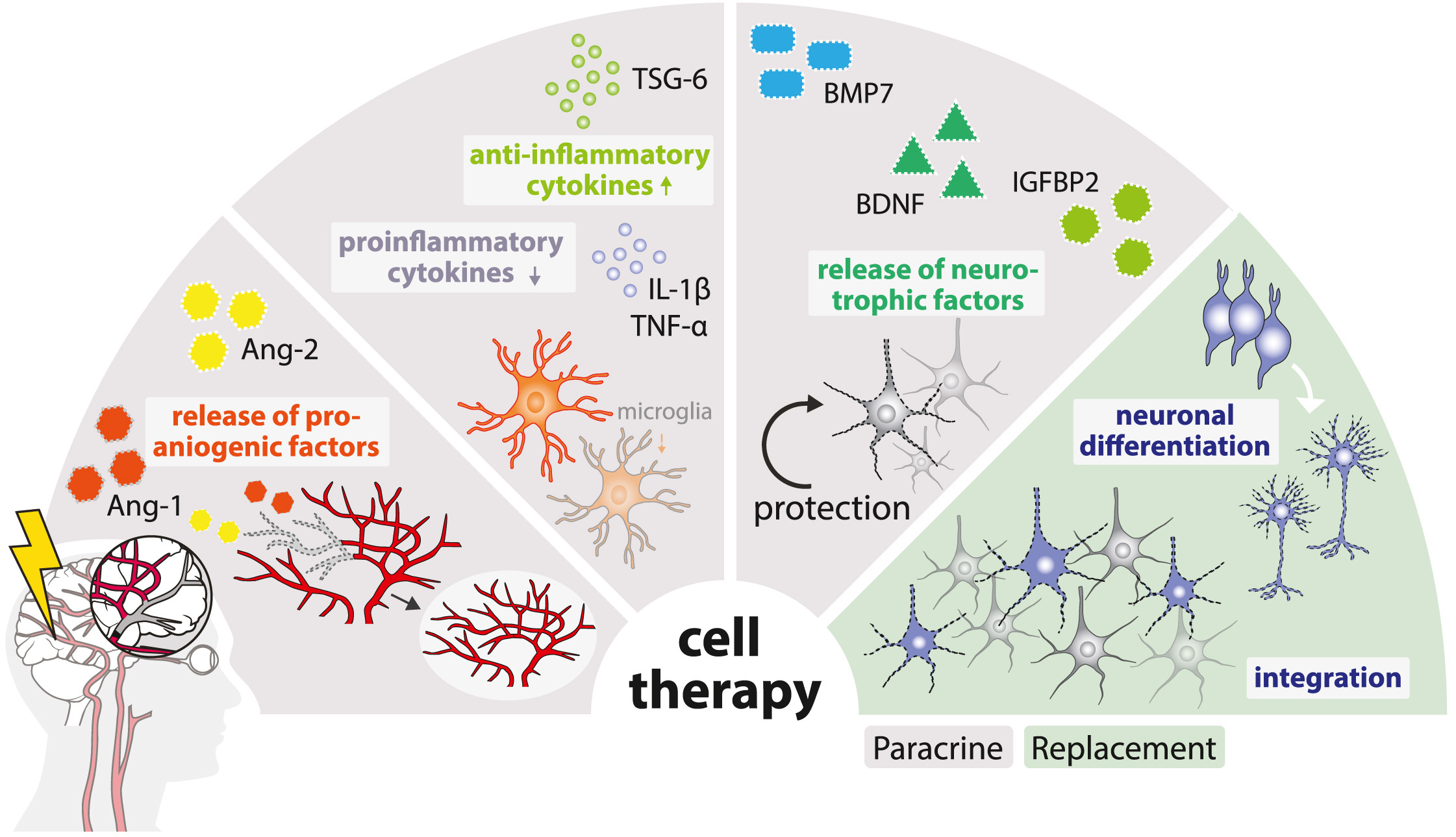 圖1：缺血性中風(fēng)的病理生理涉及神經(jīng)元變性、細胞凋亡增加、星形膠質(zhì)細胞和小膠質(zhì)細胞的激活以及血管重塑。細胞療法可通過(guò)多種旁分泌機制或直接細胞替換來(lái)逆轉這些過(guò)程。