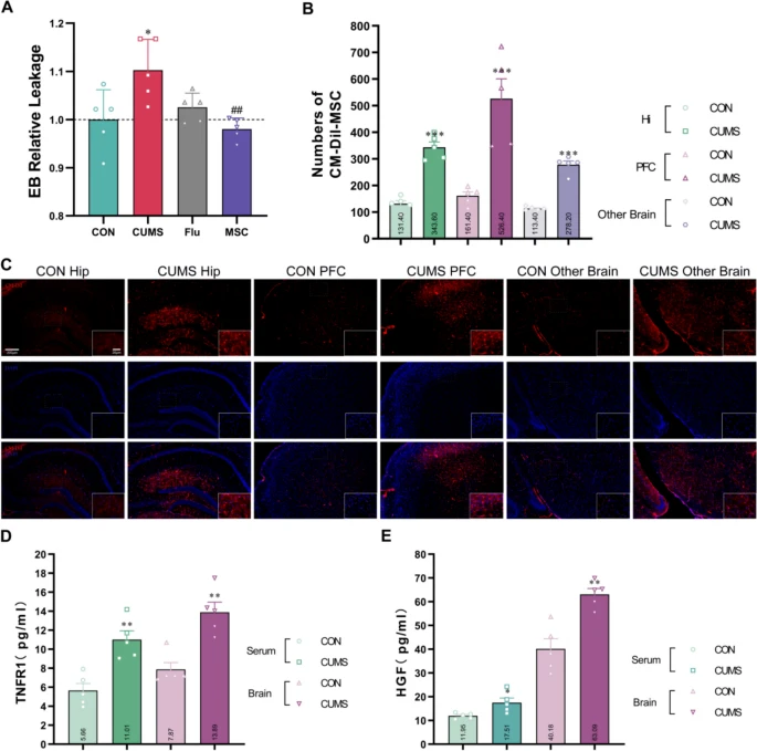 圖6：hUC-MSCs滲透至腦部并減弱CUMS小鼠的BBB通透性。