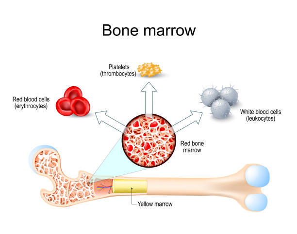骨髓來(lái)源的單個(gè)核細胞