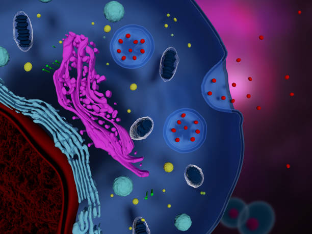 什么是間充質(zhì)干細胞外泌體-治療機制-為何未大規模臨床應用？