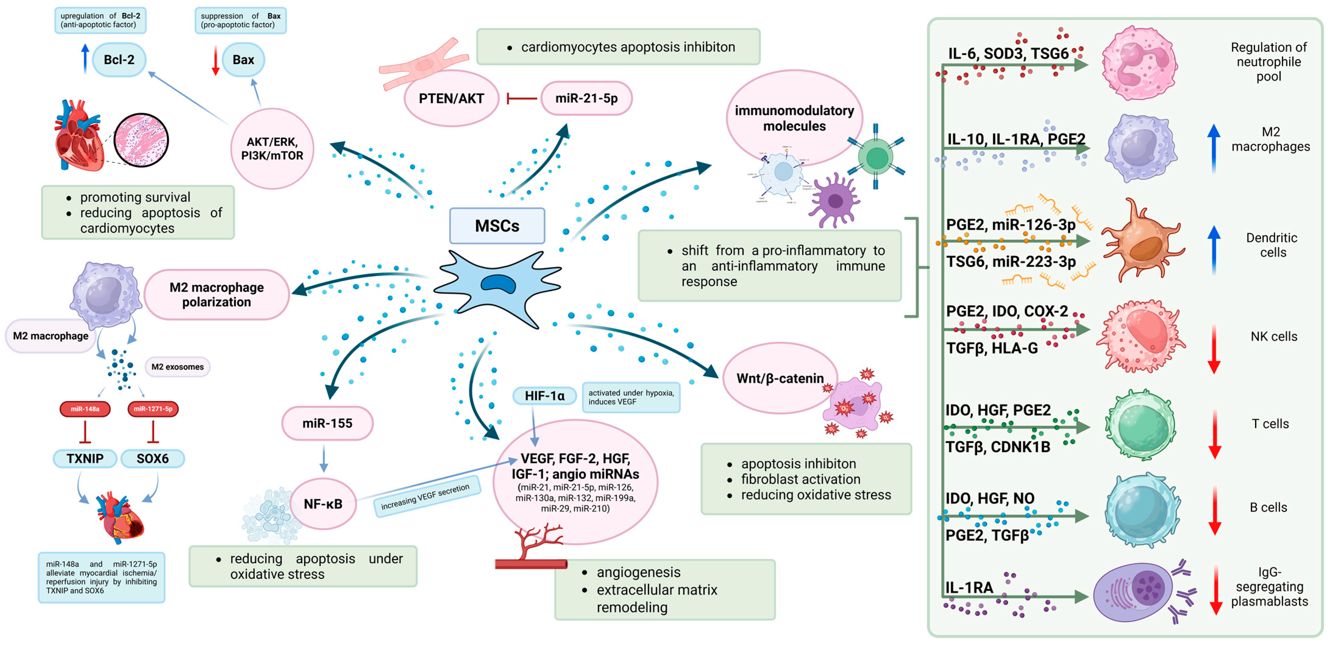 圖2：MSC發(fā)揮治療作用的機制。MSC在調節免疫反應和支持心臟組織修復方面發(fā)揮著(zhù)關(guān)鍵作用。
