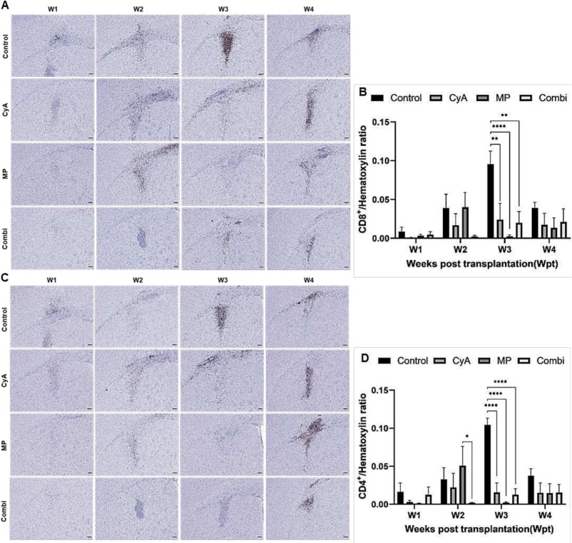 圖9：移植同種異體NSC的免疫抑制C57BL/6小鼠紋狀體中CD8+和CD4+T淋巴細胞的組織學(xué)分析。