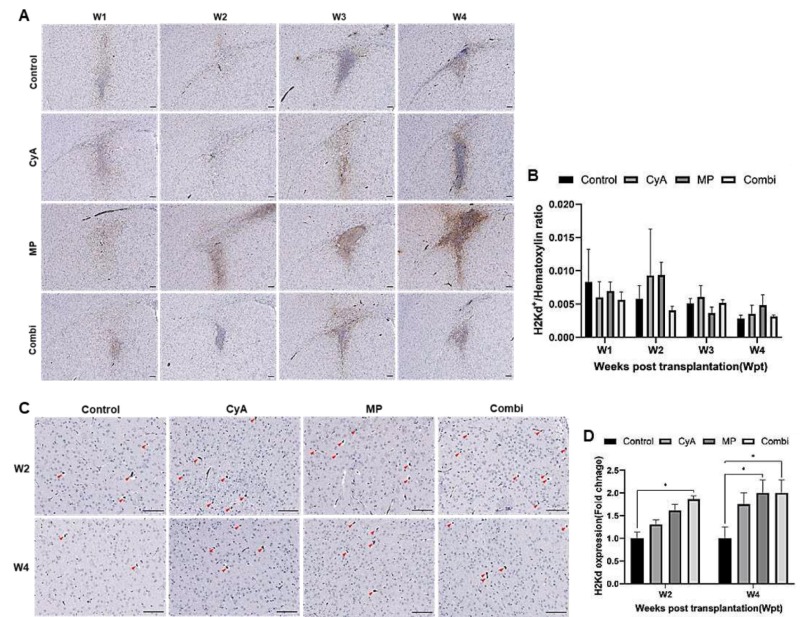 圖10：ICR NSCs同種異體移植到紋狀體免疫抑制的C57BL/6小鼠腦內的存活情況。