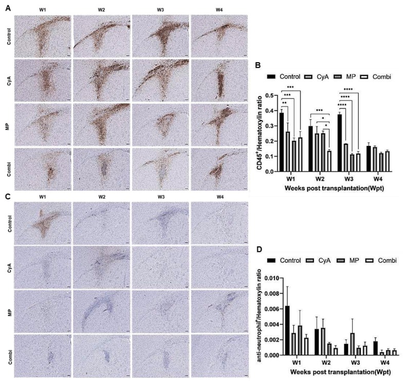 圖7：移植同種異體NSC的免疫抑制C57BL/6小鼠紋狀體中CD45+白細胞和中性粒細胞的組織學(xué)分析。