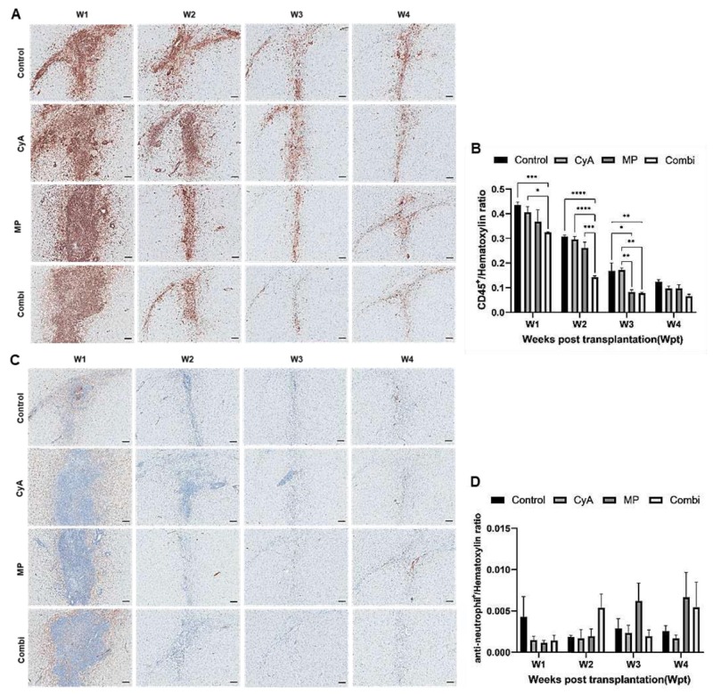 圖3：移植異種NSC的免疫抑制C57BL/6小鼠紋狀體中CD45+白細胞和中性粒細胞的組織學(xué)分析。