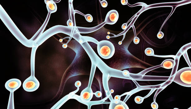 從靜息到激活:靶向腦室下區的神經(jīng)干細胞實(shí)現帕金森病原位神經(jīng)再生 從靜息到激活:靶向腦室下區的神經(jīng)干細胞實(shí)現帕金森病原位神經(jīng)再生