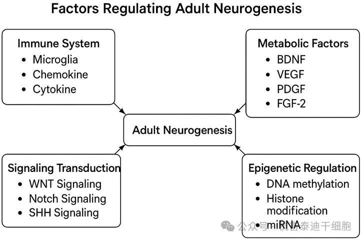 圖3：該圖展示了調節成體神經(jīng)發(fā)生的因素。
