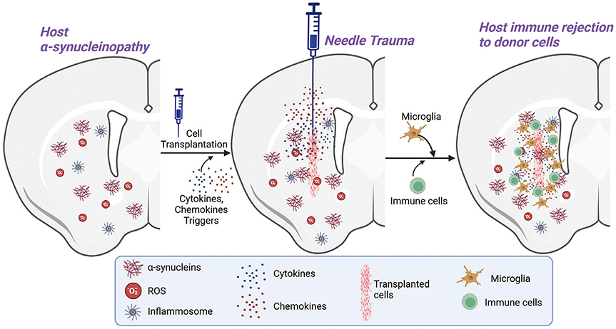 圖1：限制供體細胞存活和植入的因素。