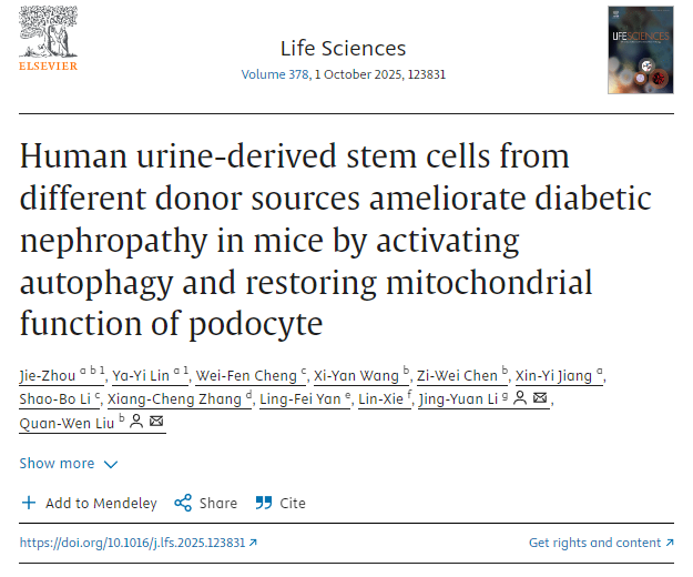 不同供體來(lái)源的人尿干細胞通過(guò)激活自噬和恢復足細胞線(xiàn)粒體功能改善小鼠糖尿病腎病