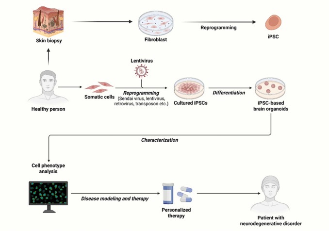 圖2.使用iPSC衍生的類(lèi)器官對ND進(jìn)行建模和治療的說(shuō)明。