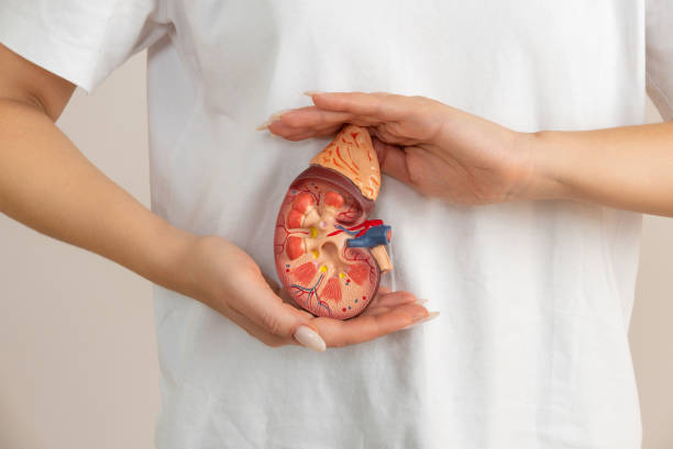 梅奧診所：干細胞療法使腎病患者擺脫終身服用免疫抑制藥物的困擾