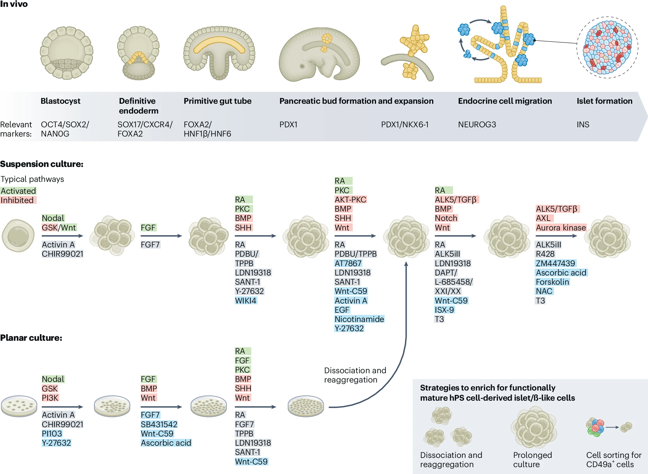 圖1：生成hPS細胞衍生的胰島/β樣細胞的最新協(xié)議進(jìn)展。