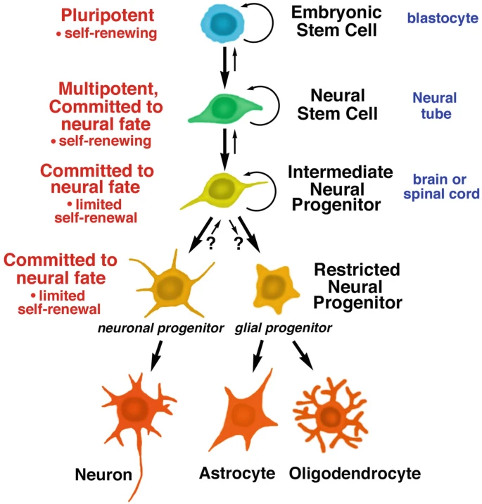 圖1：胚胎干細胞和神經(jīng)干細胞的發(fā)育階段。所有干細胞都具有分裂和自我更新的能力；子細胞可以分化成特定的譜系，包括神經(jīng)干細胞、神經(jīng)祖細胞，進(jìn)而分化成神經(jīng)元和神經(jīng)膠質(zhì)細胞。