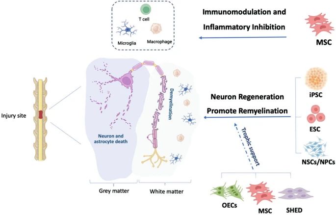圖2：脊髓損傷細胞治療的細胞靶點(diǎn)和潛在機制。