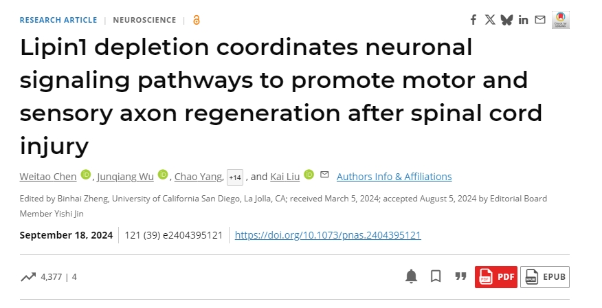 脂磷脂1耗竭協(xié)調神經(jīng)元信號通路以促進(jìn)脊髓損傷后運動(dòng)和感覺(jué)軸突再生