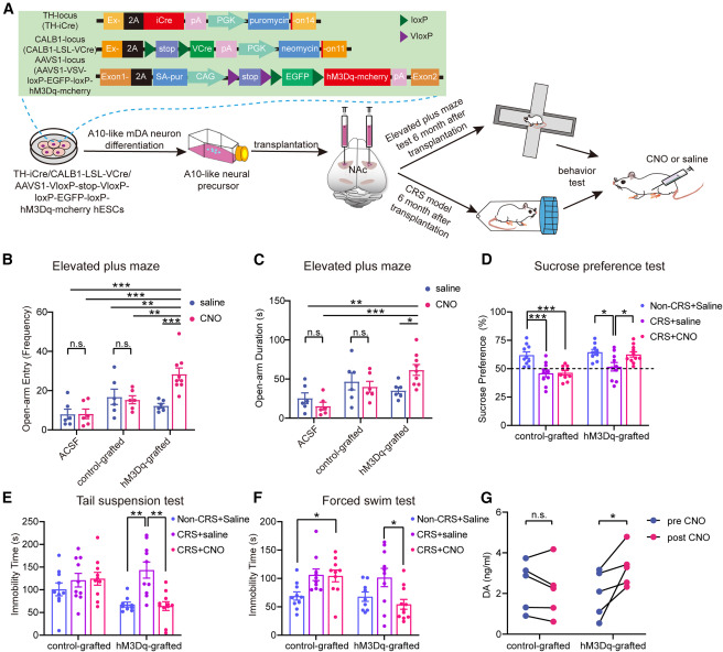 圖3：移植小鼠的抗焦慮和抗抑郁樣行為
