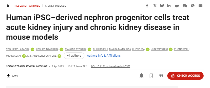 人類(lèi)iPSC衍生的腎元祖細胞在小鼠模型中治療急性腎損傷和慢性腎病