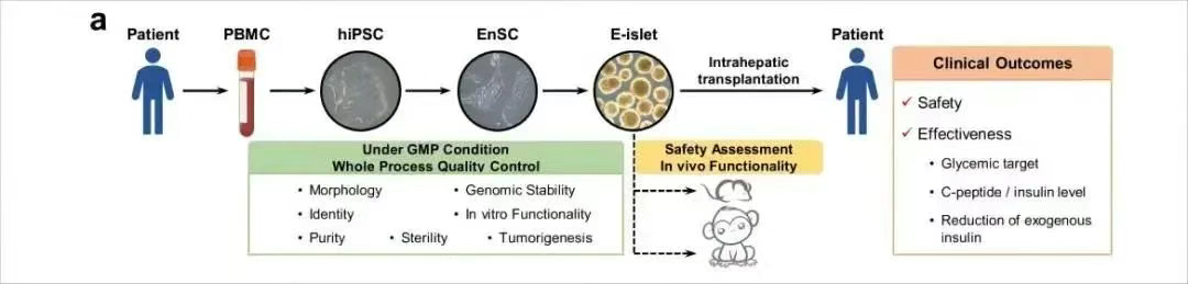 患者E-islet制備、質(zhì)量控制及其移植安全性和有效性評估的主要流程概述