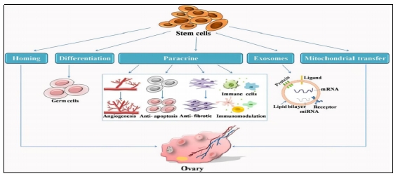 干細胞治療 干細胞治療