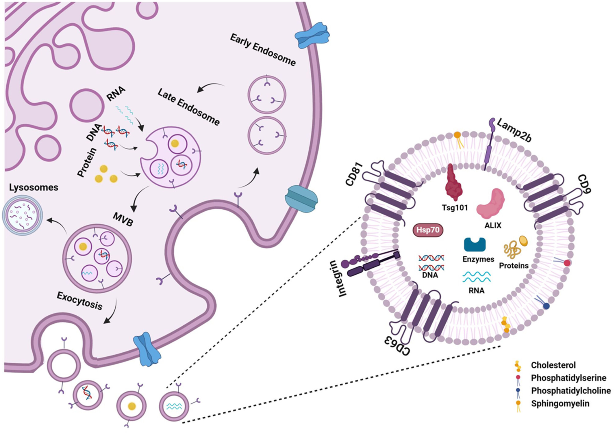 圖5：外泌體的生物合成和分子組成。