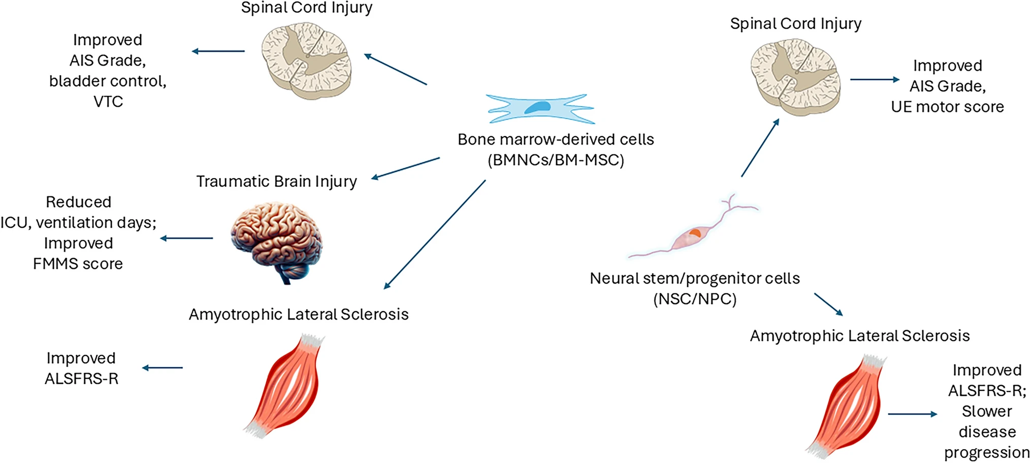 圖2：骨髓有核細胞和骨髓間充質(zhì)細胞在神經(jīng)創(chuàng  )傷和神經(jīng)退行性疾病中的潛在治療效果
