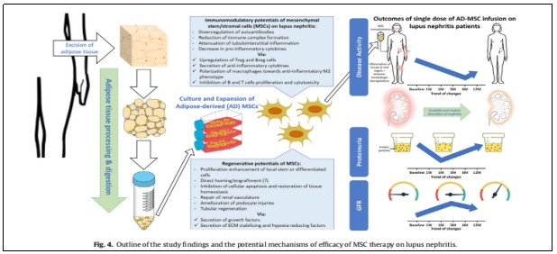 在實(shí)驗中，研究人員觀(guān)察到ADMS1的表達增加與關(guān)節疼痛和炎癥之間的關(guān)系