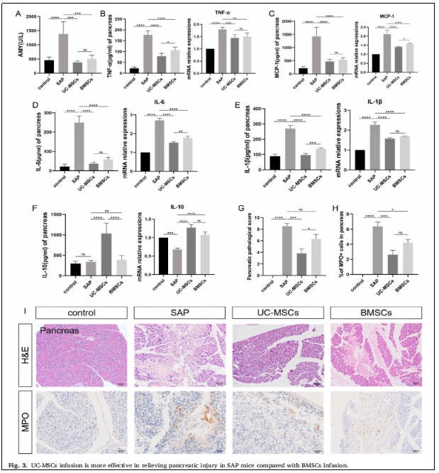 
圖3：UC-MSCS輸注在緩解SAP小鼠膚腺損傷方面比BMSCS輸注更為有效