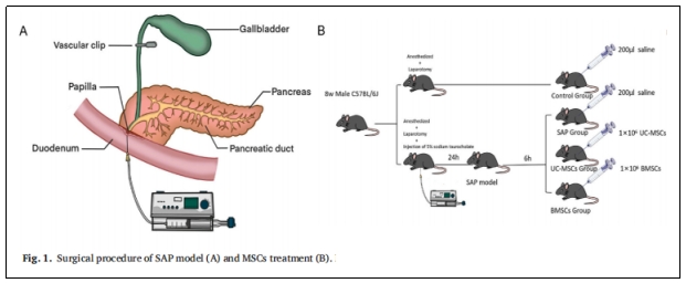 表1：SAP模型(A)和MSCs治療(B)的手術(shù)程序。