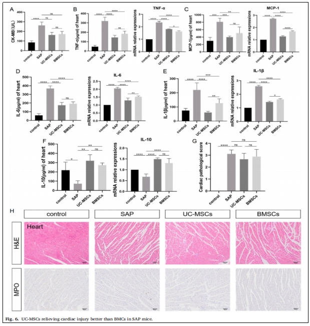 圖6：UC-MSCs對SAP小鼠心臟損傷的緩解作用優(yōu)于BMCs。