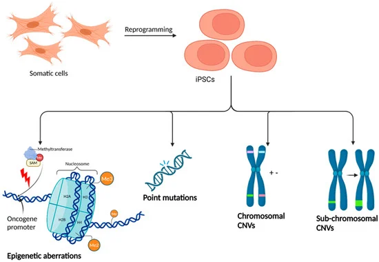 圖3：iPSC誘導引起的潛在遺傳和表觀(guān)遺傳改變。
