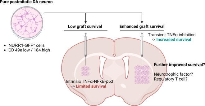 圖1：本文探討了提高移植后經(jīng)NURR1驅動(dòng)的GFP表達或基于CD49e和CD184標記分離純化的有絲分裂后多巴胺能神經(jīng)元體內存活率的策略。