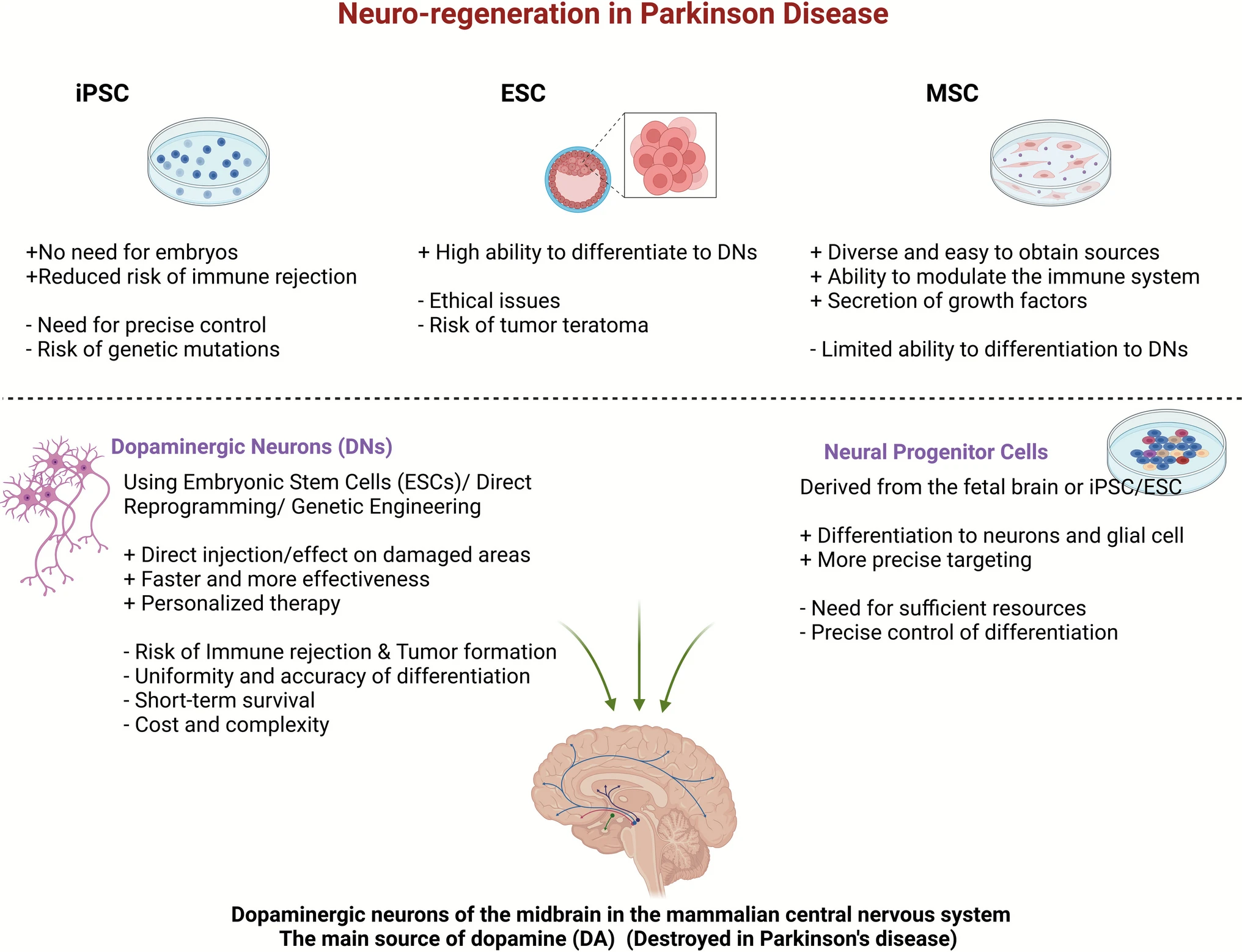 圖2：用于帕金森病細胞療法的不同干細胞來(lái)源及其優(yōu)缺點(diǎn)