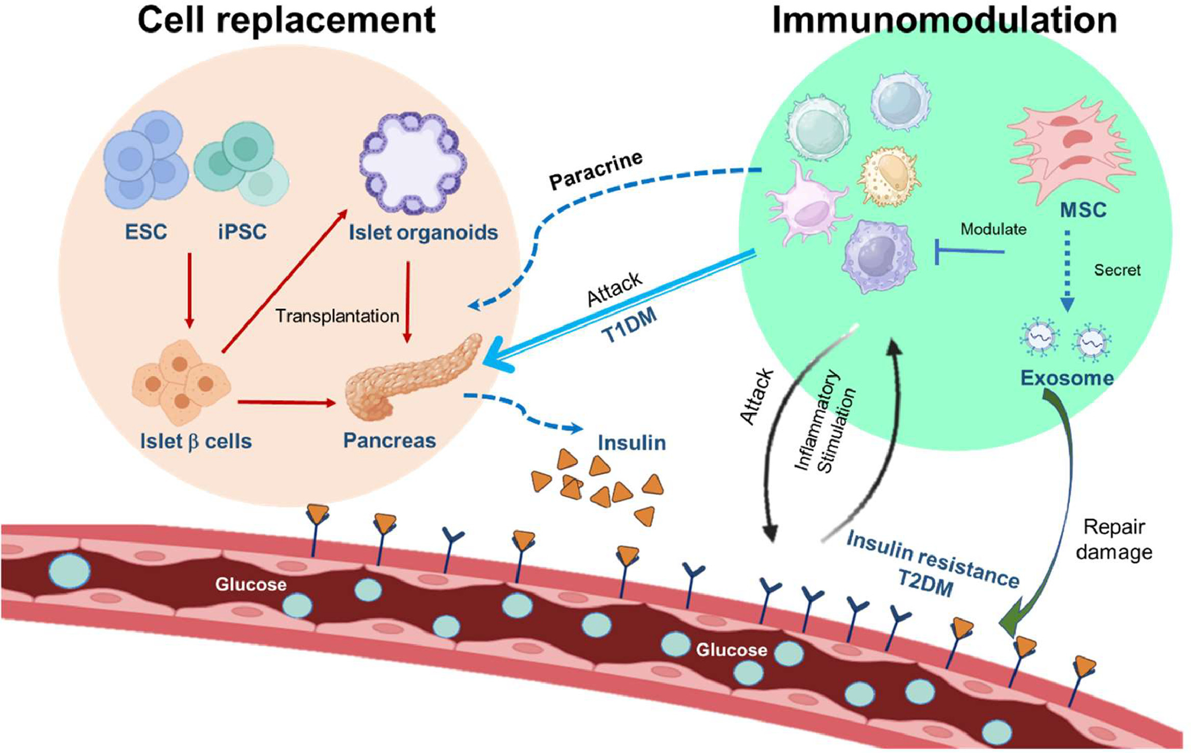 圖2.干細胞治療糖尿病的機制。