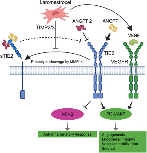 圖5：laromestrocel潛在的促血管生成和抗炎作用機制