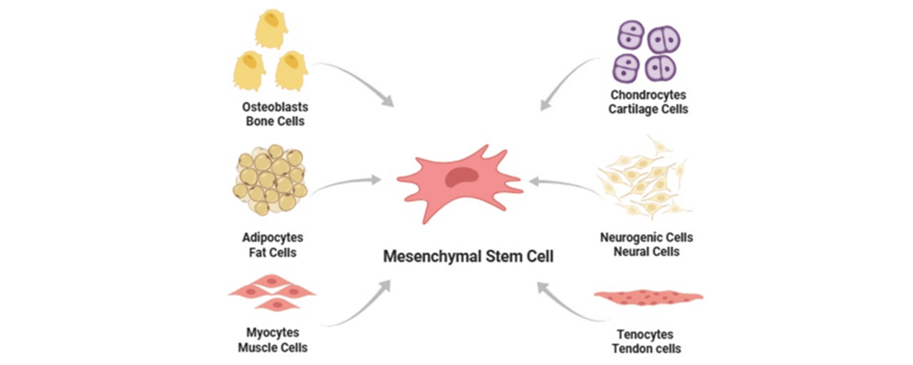 圖3：間充質(zhì)干細胞分化