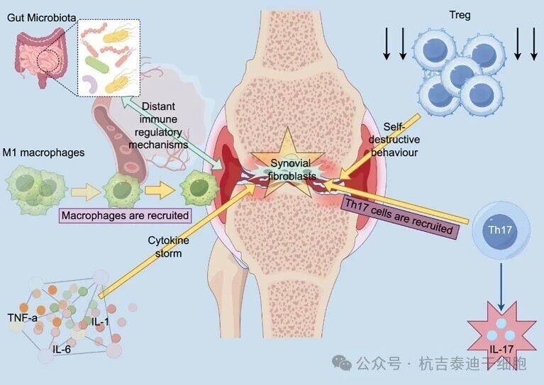 圖1：類(lèi)風(fēng)濕關(guān)節炎 (RA) 的核心致病機制和炎癥級聯(lián)反應。免疫穩態(tài)的破壞和隨之而來(lái)的全身性炎癥驅動(dòng)著(zhù)RA的進(jìn)展。
